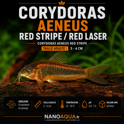 CORYDORAS AENEUS RED STRIPE  / RED LASER