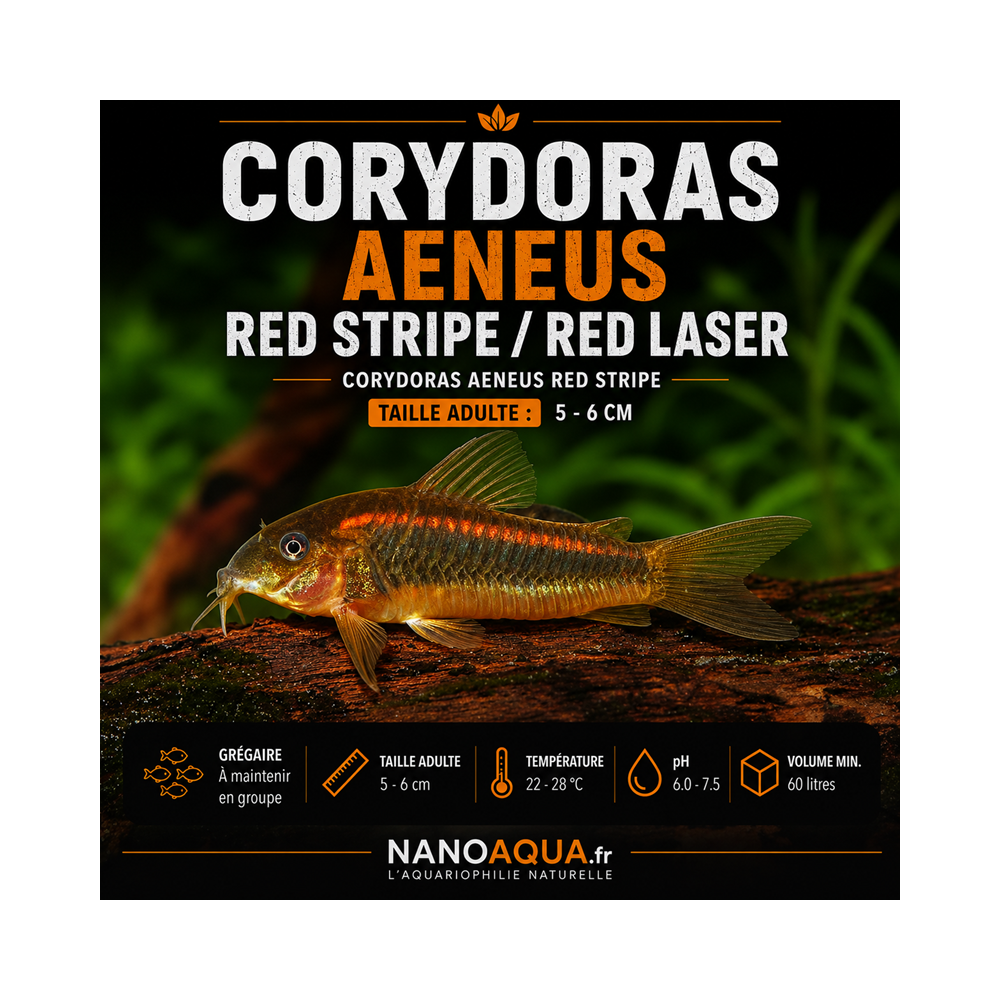 CORYDORAS AENEUS RED STRIPE  / RED LASER