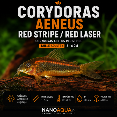 CORYDORAS AENEUS RED STRIPE  / RED LASER