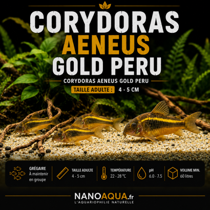 CORYDORAS AENEUS GOLD PERU