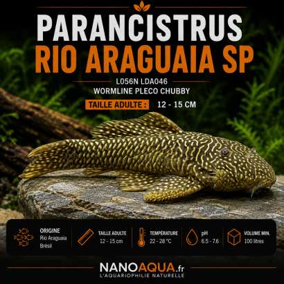 PLECO DODU WORMLINE / L056N LDA046 PARANCISTRUS RIO ARAGUAIA SP / WORMLINE PLECO CHUBBY