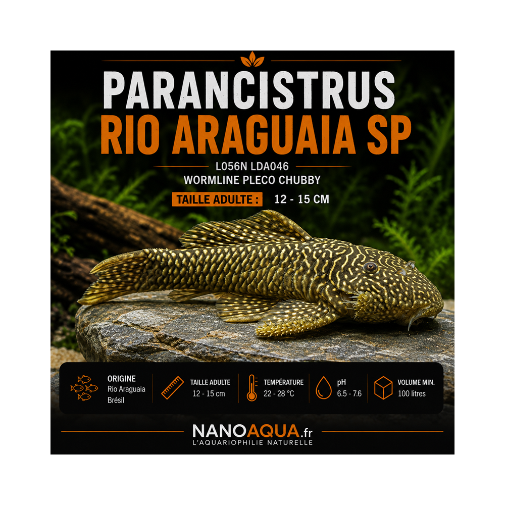PLECO DODU WORMLINE / L056N LDA046 PARANCISTRUS RIO ARAGUAIA SP / WORMLINE PLECO CHUBBY