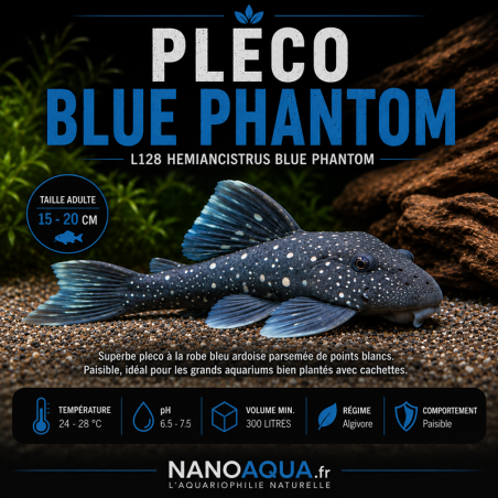 PLECO BLUE PHANTOM / L128 HEMIANCISTRUS BLUE PHANTOM
