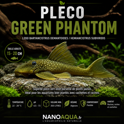 PLECO GREEN PHANTOM / L200 BARYANCISTRUS DEMANTOIDES / HEMIANCISTRUS SUBVIRIDIS