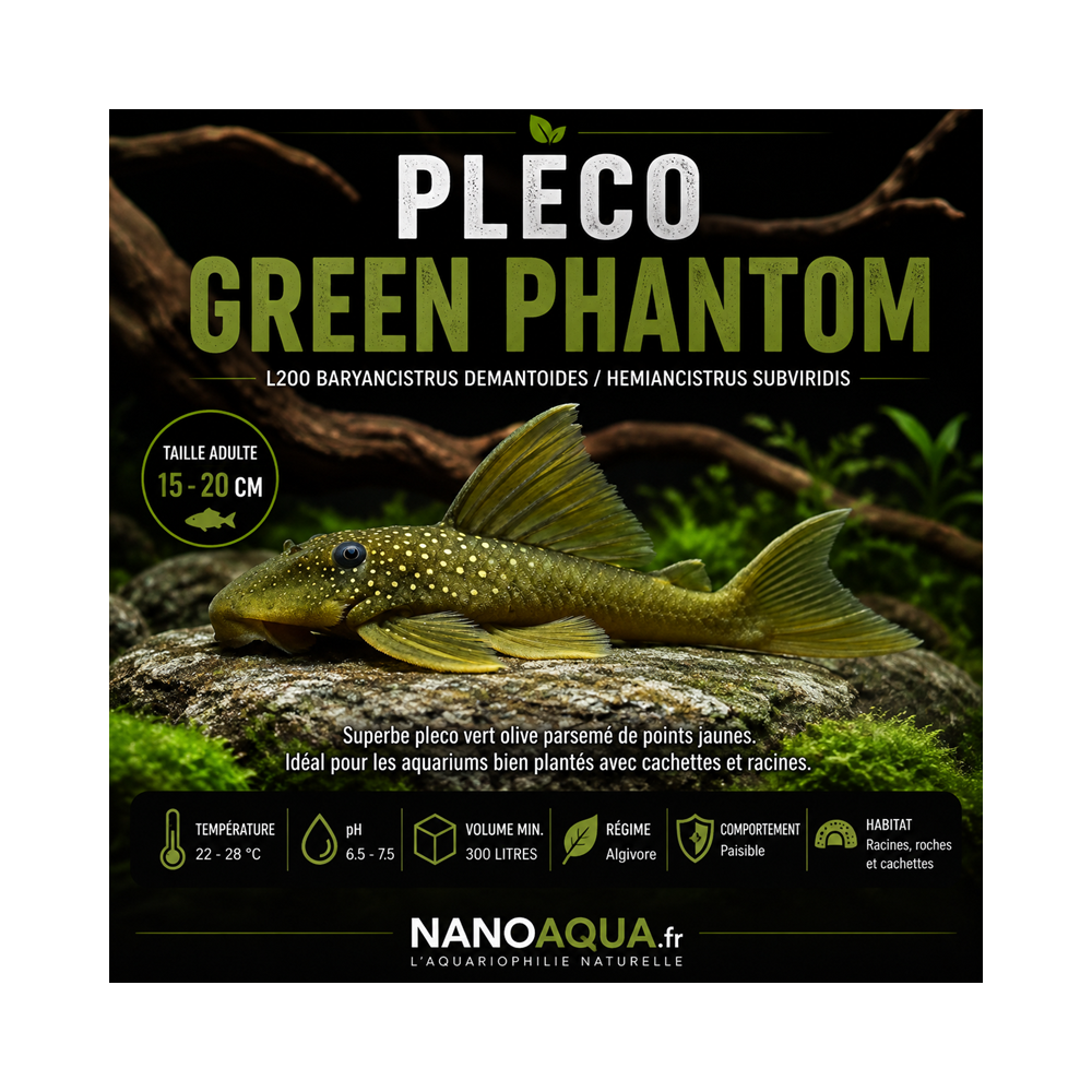 PLECO GREEN PHANTOM / L200 BARYANCISTRUS DEMANTOIDES / HEMIANCISTRUS SUBVIRIDIS