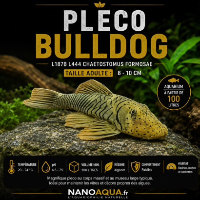 PLECO BULLDOG / L187B L444 CHAETOSTOMUS FORMOSAE