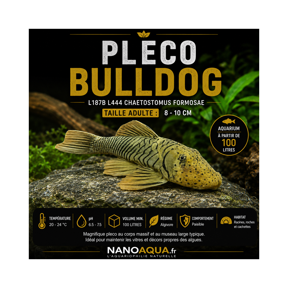 PLECO BULLDOG / L187B L444 CHAETOSTOMUS FORMOSAE