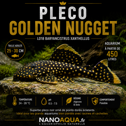 PLECO GOLDEN NUGGET / L018 BARYANCISTRUS XANTHELLUS
