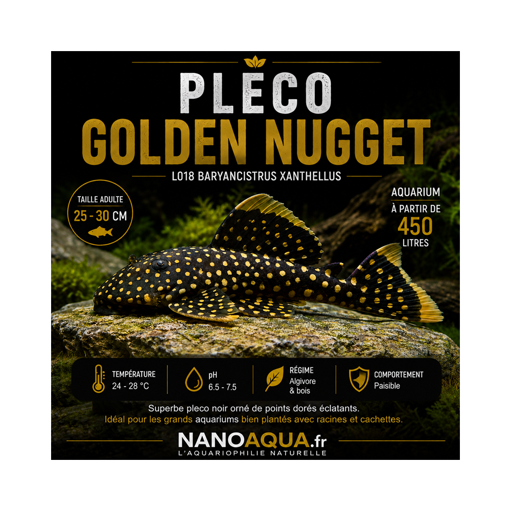 PLECO GOLDEN NUGGET / L018 BARYANCISTRUS XANTHELLUS