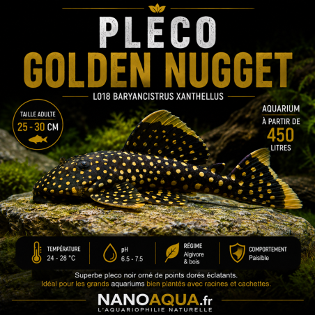 PLECO GOLDEN NUGGET / L018 BARYANCISTRUS XANTHELLUS