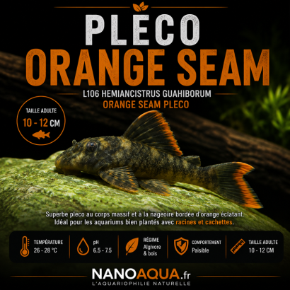 PLECO ORANGE SEAM / L106 HEMIANCISTRUS GUAHIBORUM / ORANGE SEAM PLECO