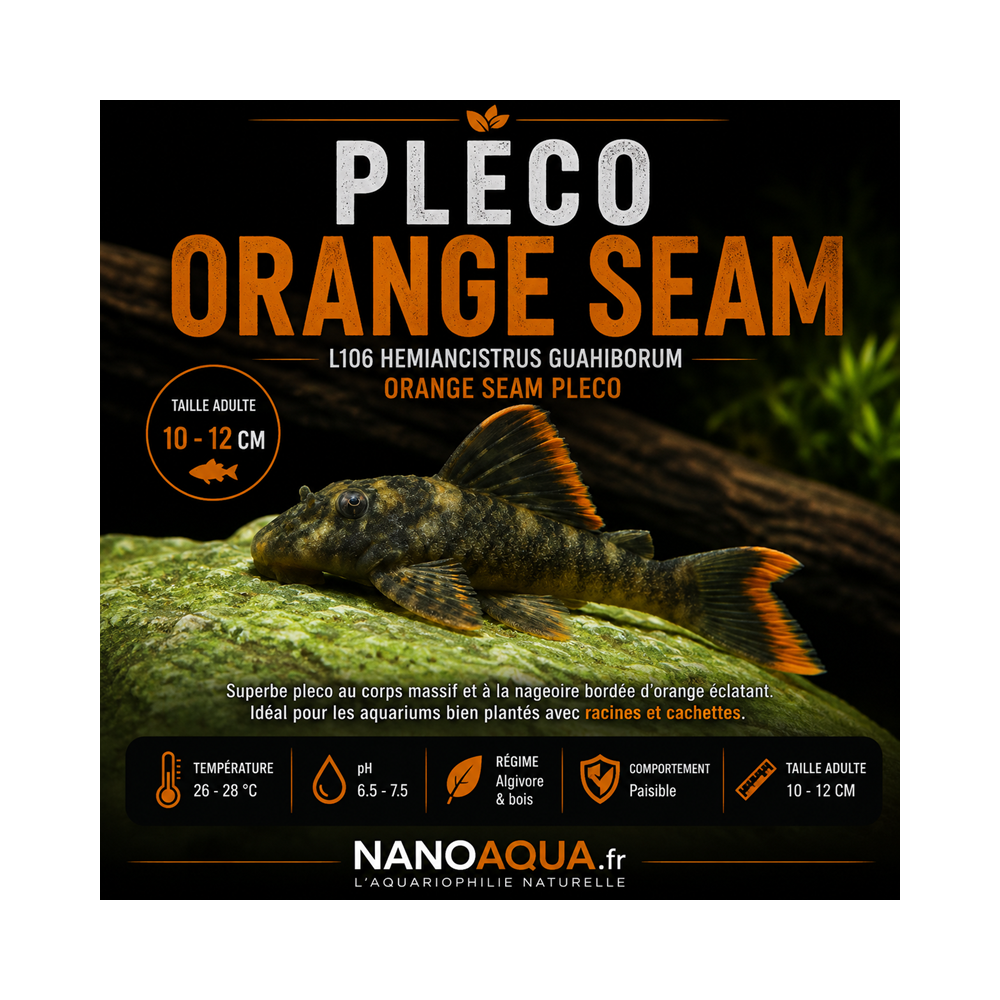 PLECO ORANGE SEAM / L106 HEMIANCISTRUS GUAHIBORUM / ORANGE SEAM PLECO