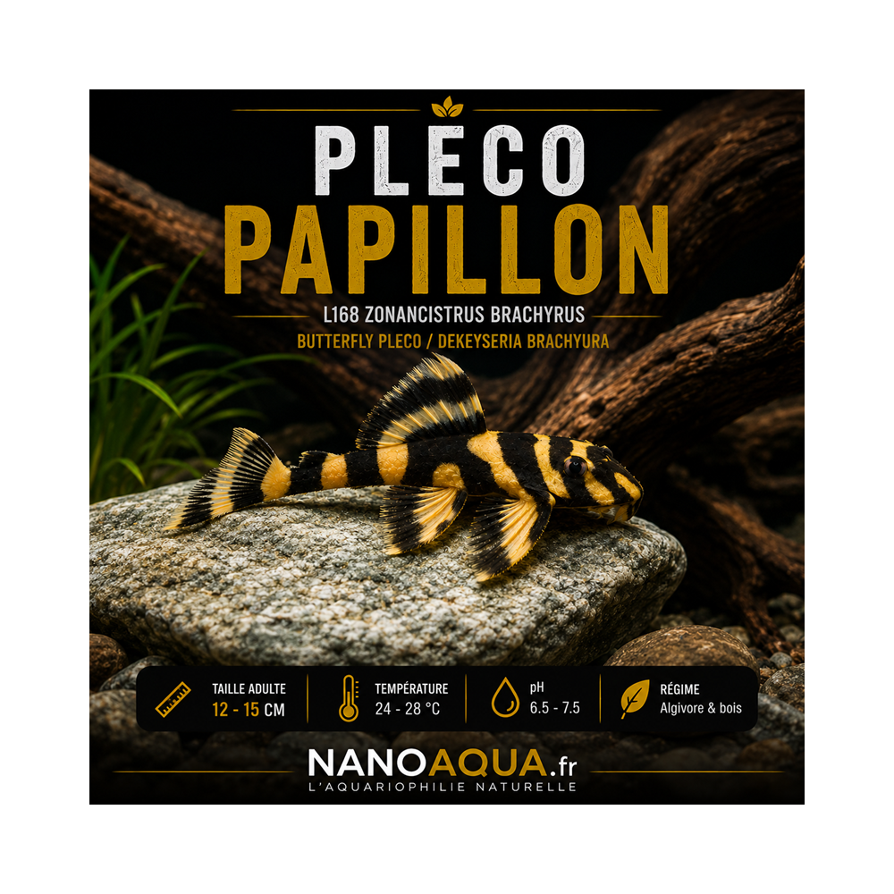 PLECO PAPILLON / L168 ZONANCISTRUS BRACHYRUS / BUTTERFLY PLECO / DEKEYSERIA BRACHYURA