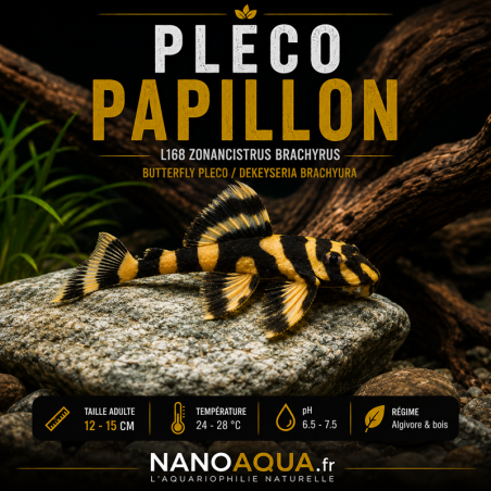 PLECO PAPILLON / L168 ZONANCISTRUS BRACHYRUS / BUTTERFLY PLECO / DEKEYSERIA BRACHYURA