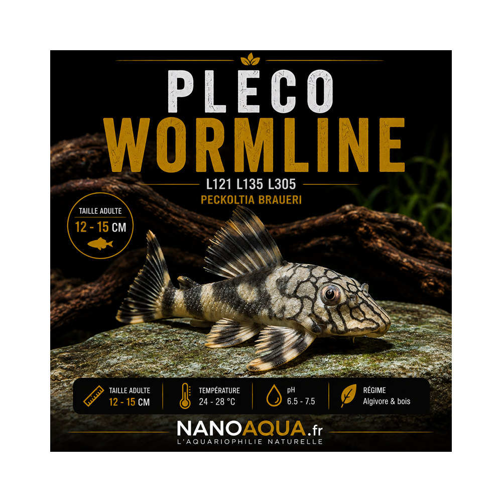PLECO WORMLINE / L121 L135 L305 PECKOLTIA BRAUERI