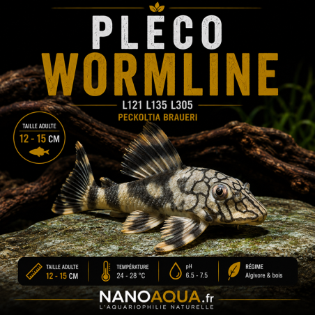 PLECO WORMLINE / L121 L135 L305 PECKOLTIA BRAUERI