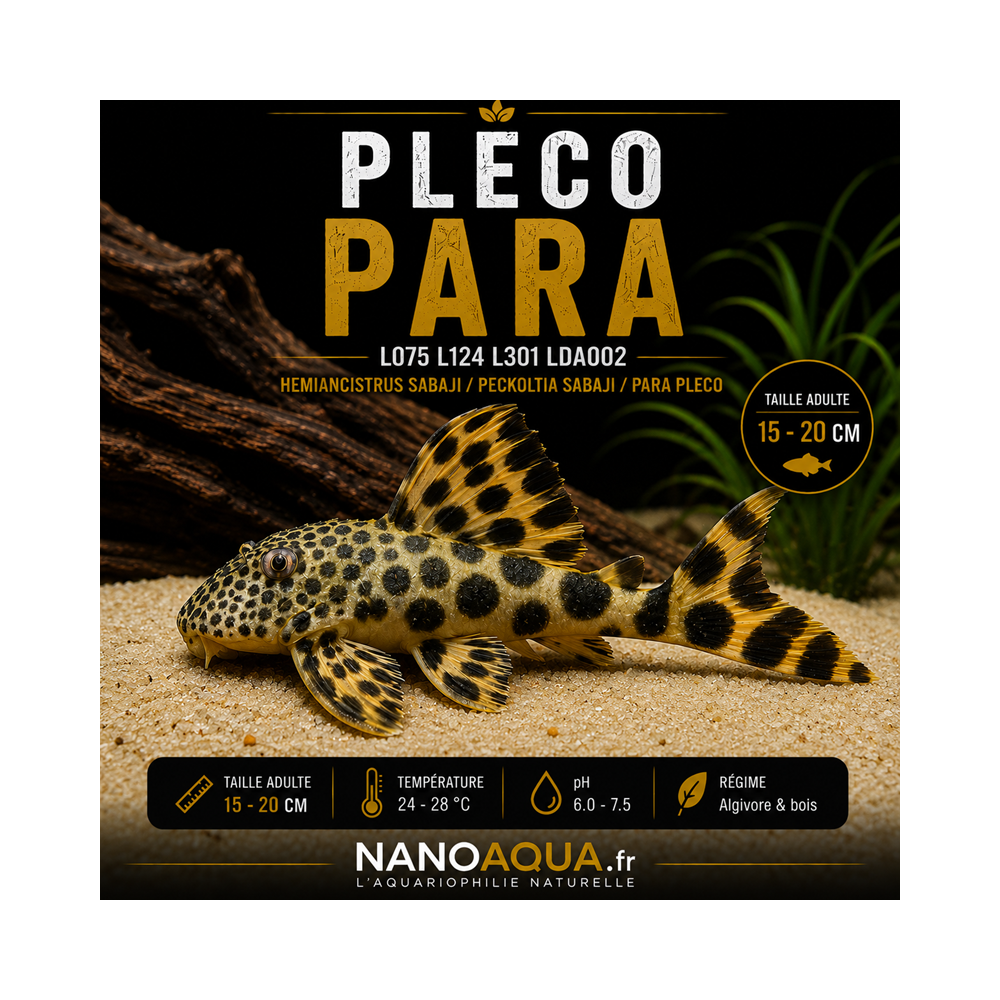 PLECO PARA / L075 L124 L301 LDA002 HEMIANCISTRUS SABAJI / PECKOLTIA SABAJI / PARA PLECO