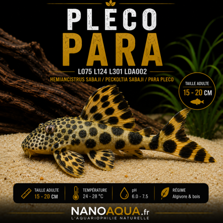 PLECO PARA / L075 L124 L301 LDA002 HEMIANCISTRUS SABAJI / PECKOLTIA SABAJI / PARA PLECO