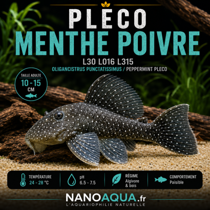 PLECO MENTHE POIVRE / L30 L016 L315 OLIGANCISTRUS PUNCTATISSIMUS / PEPPERMINT PLECO