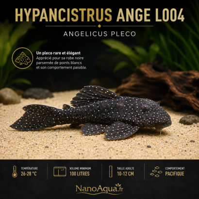HYPANCISTRUS ANGE L004 / ANGELICUS PLECO