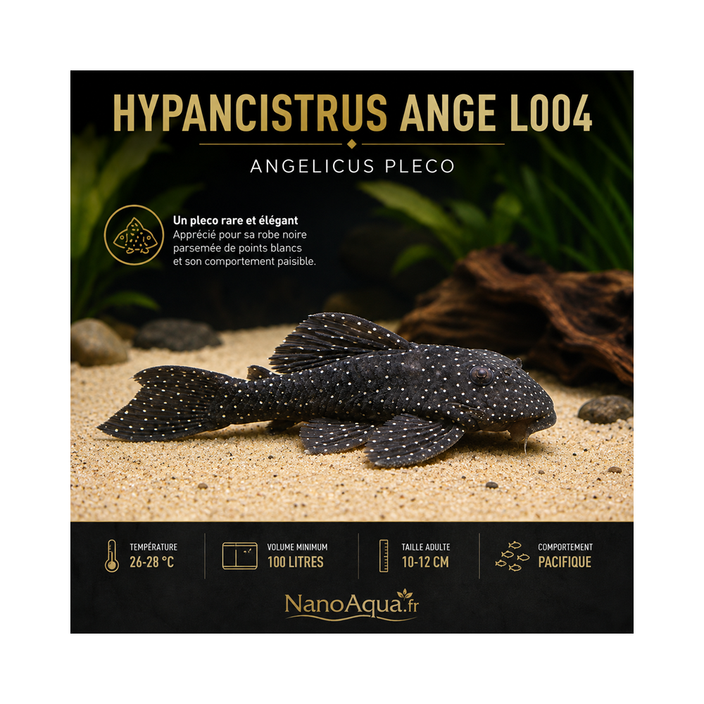 HYPANCISTRUS ANGE L004 / ANGELICUS PLECO