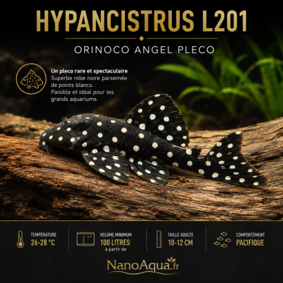 HYPANCISTRUS L201  / ORINOCO ANGEL PLECO