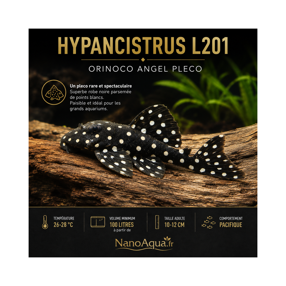 HYPANCISTRUS L201  / ORINOCO ANGEL PLECO