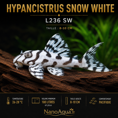 HYPANCISTRUS SNOW WHITE L236 SW