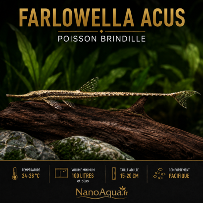 FARLOWELLA ACUS / POISSON BRINDILLE