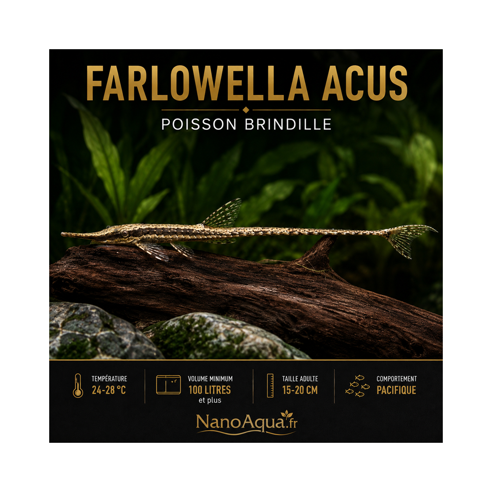 FARLOWELLA ACUS / POISSON BRINDILLE