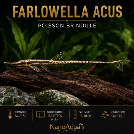 FARLOWELLA ACUS / POISSON BRINDILLE