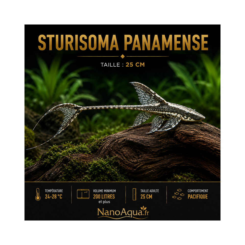 STURISOMA PANAMENSE