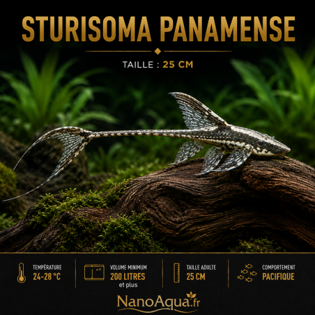 STURISOMA PANAMENSE
