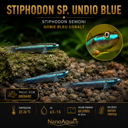 STIPHODON SP. UNDIO BLUE / STIPHODON SEMONI / GOBIE BLEU COBALT