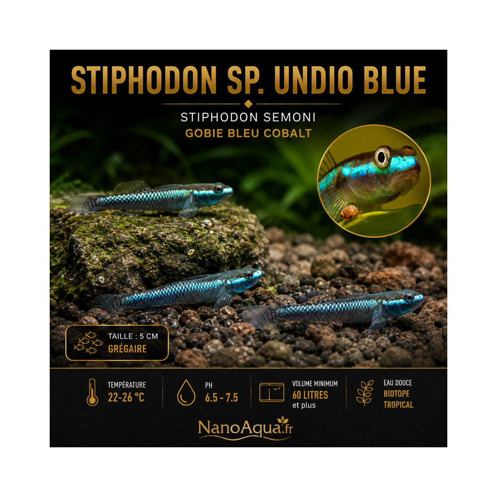 STIPHODON SP. UNDIO BLUE / STIPHODON SEMONI / GOBIE BLEU COBALT
