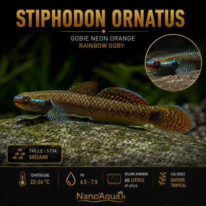 STIPHODON ORNATUS / GOBIE NEON  ORANGE / RAINBOW GOBY