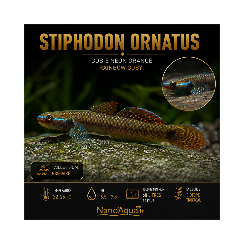 STIPHODON ORNATUS / GOBIE NEON  ORANGE / RAINBOW GOBY
