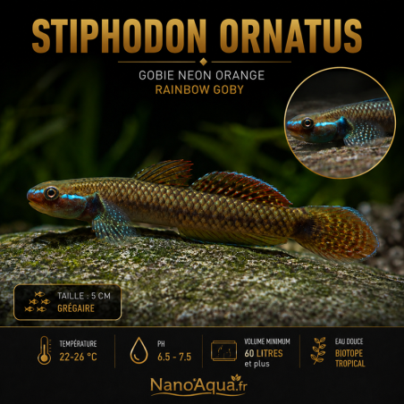 STIPHODON ORNATUS / GOBIE NEON  ORANGE / RAINBOW GOBY
