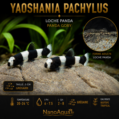 YAOSHANIA PACHYLUS / LOCHE PANDA / PANDA GOBY