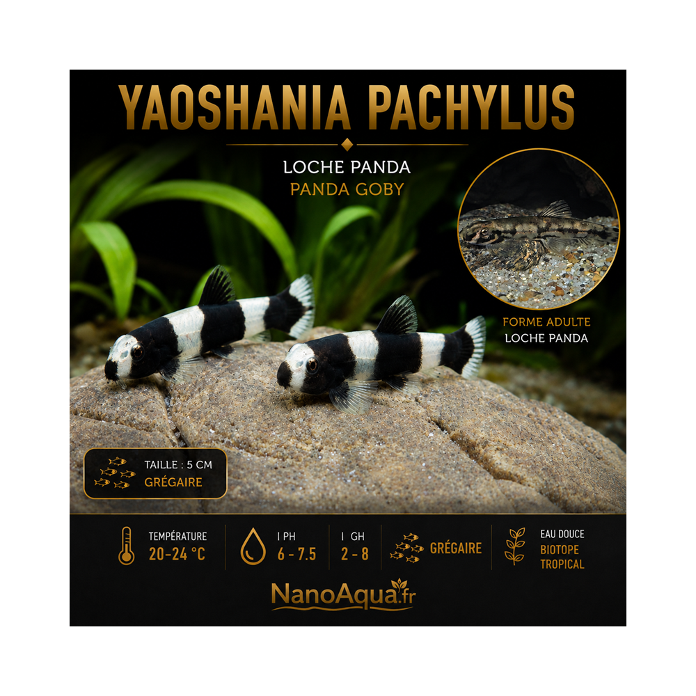 YAOSHANIA PACHYLUS / LOCHE PANDA / PANDA GOBY