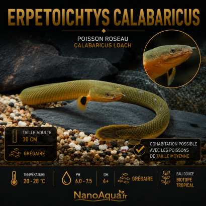ERPETOICHTYS CALABARICUS / POISSON ROSEAU