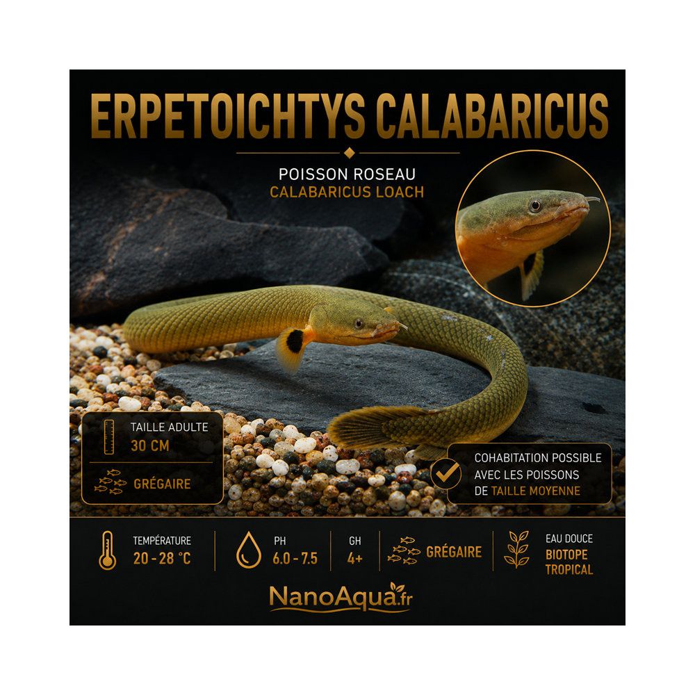 ERPETOICHTYS CALABARICUS / POISSON ROSEAU
