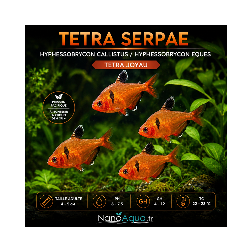 TETRA SERPAE / HYPHESSOBRYCON CALLISTUS / TETRA JOYAU / HYPHESSOBRYCON EQUES