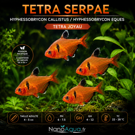 TETRA SERPAE / HYPHESSOBRYCON CALLISTUS / TETRA JOYAU / HYPHESSOBRYCON EQUES