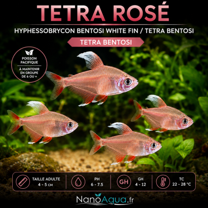 TETRA ROSÉ / HYPHESSOBRYCON BENTOSI WHITE FIN / TETRA BENTOSI