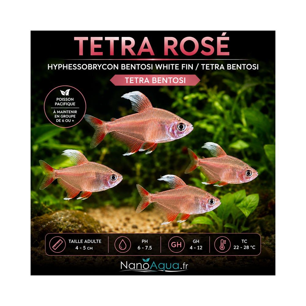 TETRA ROSÉ / HYPHESSOBRYCON BENTOSI WHITE FIN / TETRA BENTOSI