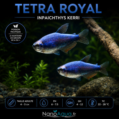 TETRA ROYAL / INPAICHTYS KERRI