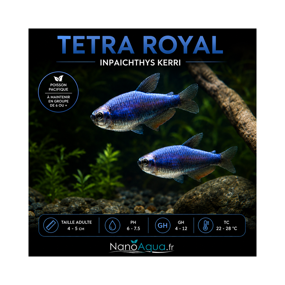 TETRA ROYAL / INPAICHTYS KERRI