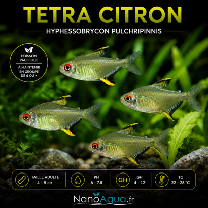 TETRA CITRON / HYPHESSOBRYCON PULCHRIPINNIS