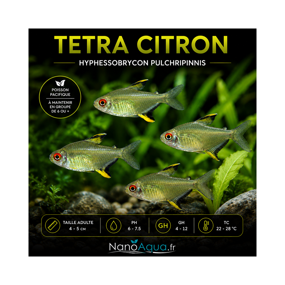 TETRA CITRON / HYPHESSOBRYCON PULCHRIPINNIS
